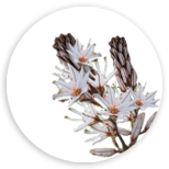 Anemarhena