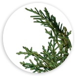 Tuje