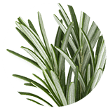 Rosmarin officinalis